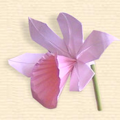 Orchid Pleione