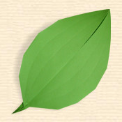 Broadly Rounded Leaf