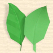 Pointed Leaf