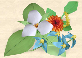 FLOWER COLLECTION 'BEAUTY'