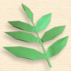 Lancet Leaf