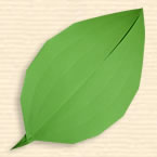 Broadly Rounded Leaf